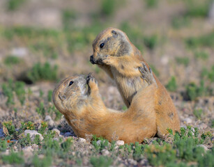 Young black-tailed prairie dogs (Cynomys ludovicianus) playing, Lubbock, Texas, USA.