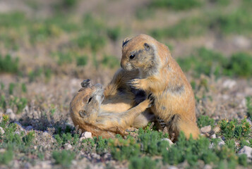 Young black-tailed prairie dogs (Cynomys ludovicianus) playing, Lubbock, Texas, USA.