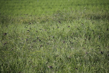 A group of Batik Pipit or Batik Emprit is a seed-eating sparrow or Estrildinae that spreads in the tropics. This bird is commonly found in rice fields in Indonesia.