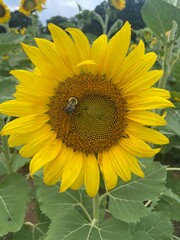 Obraz premium słonecznik w ogrodzie