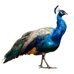 peacock isolated on white background
