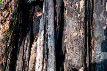 close-up of old firewood