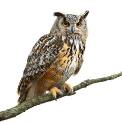 Naklejka premium great horned owl