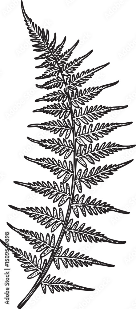 Poster delicate fern frond extends vertically displaying intricate leaf .