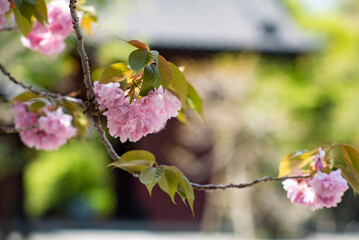 鎌倉2504　妙本寺122　八重桜