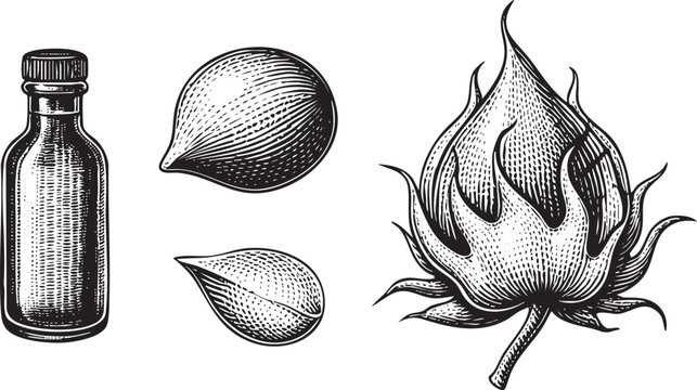 glass bottle cotton seed and a fluffy cotton boll are depicted in detailed monochrome .