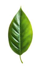 Obraz premium Fresh Green Natural Fern Leaf Isolated on Transparent Background