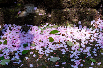 鎌倉2504　妙本寺113　八重桜