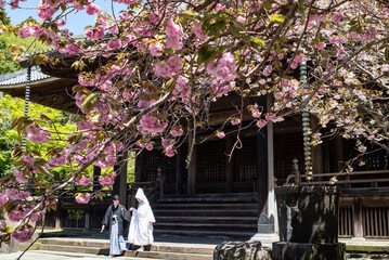 鎌倉2504　妙本寺112　八重桜