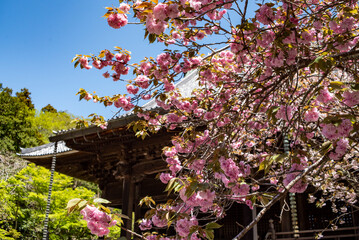 鎌倉2504　妙本寺111　八重桜