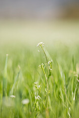 一面に広がるナズナ