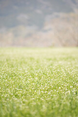 一面に広がるナズナ