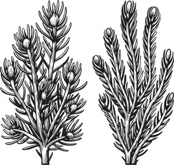 Two sprigs of evergreen foliage display intricate linear .