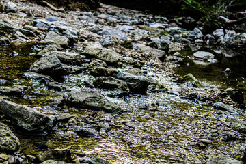 seaweed on the rocks