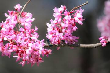 pink cherry blossom