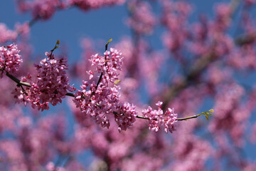 pink cherry blossom