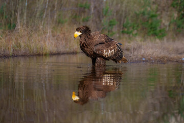 Steller's Sea-Eagle, Haliaeetus pelagicus, also known as Pacific sea eagle portrait. An immense eagle with large head and massive orange bill to match. 
