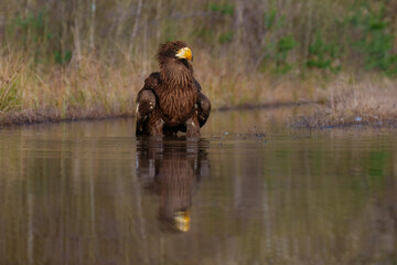 Steller's Sea-Eagle, Haliaeetus pelagicus, also known as Pacific sea eagle portrait. An immense eagle with large head and massive orange bill to match. 