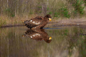 Steller's Sea-Eagle, Haliaeetus pelagicus, also known as Pacific sea eagle portrait. An immense eagle with large head and massive orange bill to match. 
