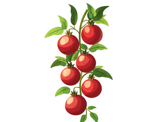 pomegranate icon
