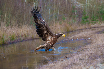Steller's Sea-Eagle, Haliaeetus pelagicus, also known as Pacific sea eagle portrait. An immense eagle with large head and massive orange bill to match. 