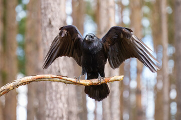 Portrait of Common Raven, Corvus corax. Often solitary or in pairs, but can gather in small groups. Typical call is a loud, guttural croak, but makes an astonishing variety of other strange noises. 
