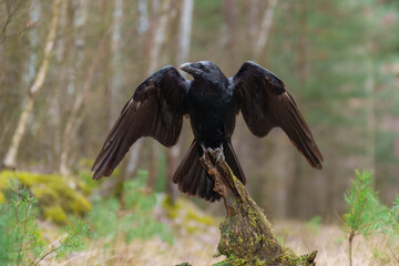 Portrait of Common Raven, Corvus corax. Often solitary or in pairs, but can gather in small groups. Typical call is a loud, guttural croak, but makes an astonishing variety of other strange noises. 
