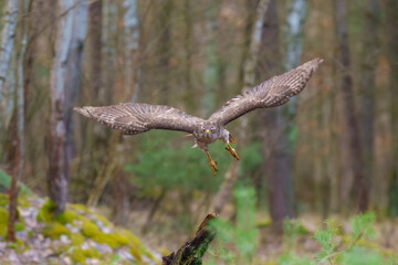 Eurasian Goshawk, Astur gentilis. Flying bird of prey, bird in the nature habitat, action scene, Czech republic.
