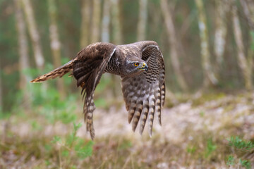 Eurasian Goshawk, Astur gentilis. Flying bird of prey, bird in the nature habitat, action scene, Czech republic.