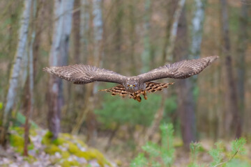 Eurasian Goshawk, Astur gentilis. Flying bird of prey, bird in the nature habitat, action scene, Czech republic.