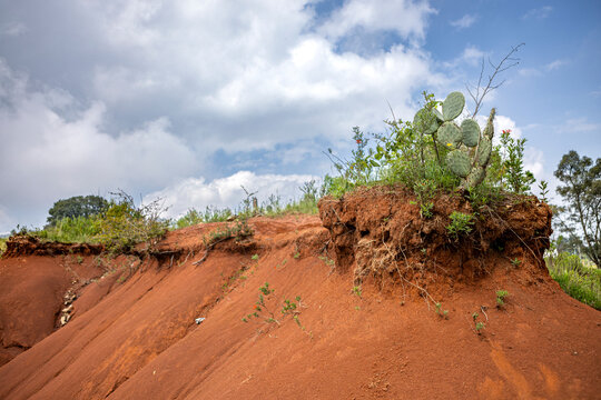 Nopal en las Dunas rojas en Amealco de Bonfil, Quer&eacute;taro