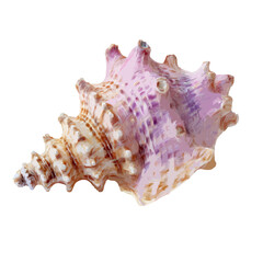 Obraz premium A digitally rendered seashell with a swirling pattern of pinks and browns on a white background space on transparent background