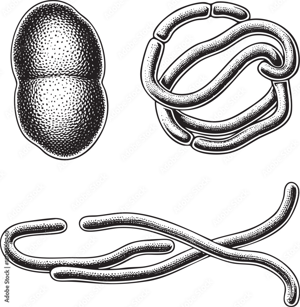 Poster three distinct bacterial forms are depicted: a coccus a bacillus and a spirillum.