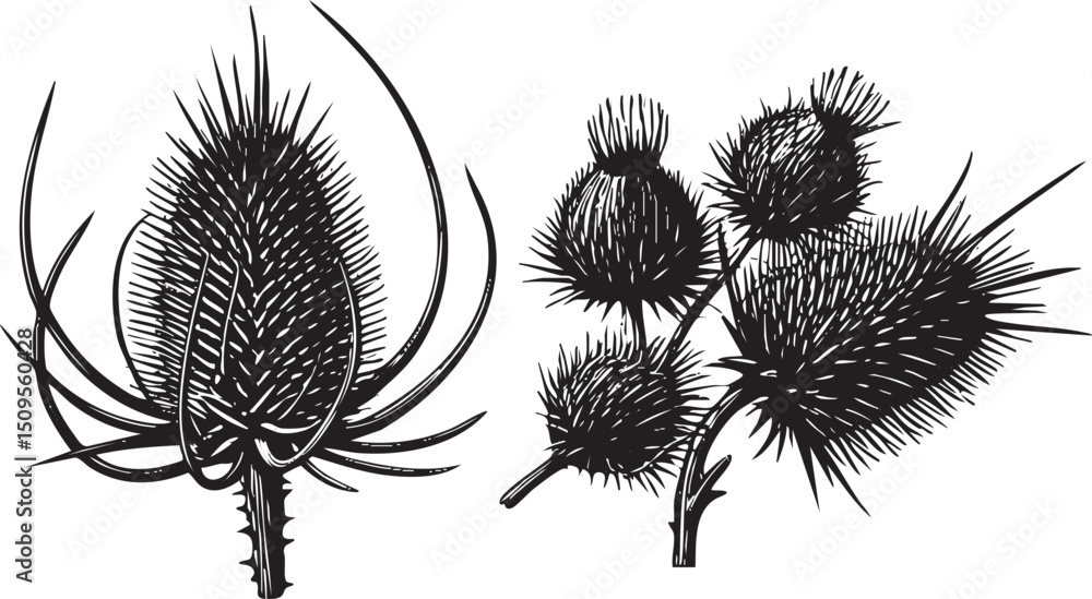 Poster two spiky thistle heads display intricate seed structures in stark contrast.