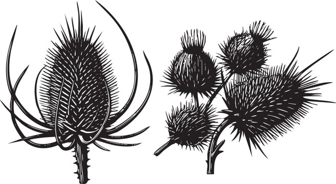 Two spiky thistle heads display intricate seed structures in stark contrast.