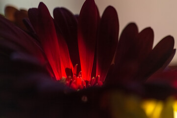 Macro shot of red and yellow chrysanthemum flower
