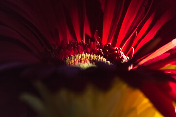 Close up of a red gerbera flower. Macro shot.
