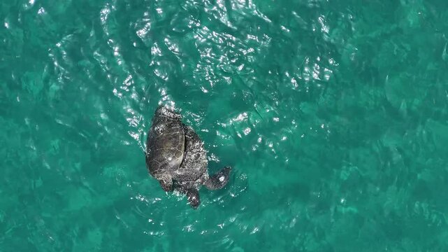 Aerial photo of a sea turtle swimming in Akamas Cyprus