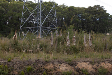 Dead Wild dogs strung up on a barbwire fence in regional Australia, with power line in background.