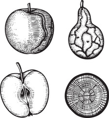 Four detailed black and white illustrations of apples and a pear showcase their textures and forms.