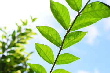 green leaf with water drop in the garden, blue sky and white cloud background in springtime