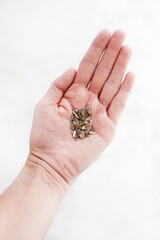 Hand holding plant seeds close-up, gardening preparation concept, planting season essential, sustainable growth, seed planting basics, spring gardening start, eco-friendly gardening practice.