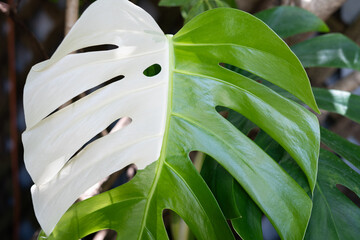 Tropical Variegated Monstera Leaf in Natural Garden Setting – Split Green and White Fenestrated...