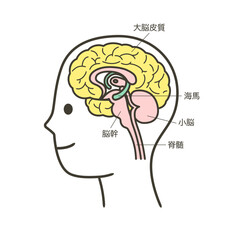 人間の脳の部分とその名称の解説のイラスト2