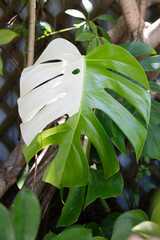 Vertical photo of Tropical Variegated Monstera Leaf in Natural Garden Setting – Split Green and White Fenestrated Foliage Close-Up on Climbing Vine with Wooden Trellis Background © Ana