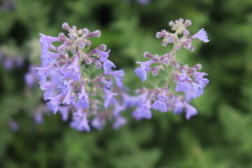 A flower field in early summer.