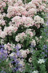 A flower field in early summer.