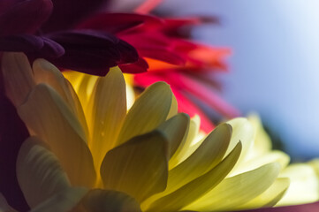 Colorful chrysanthemum flowers close-up on a blurred background.