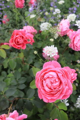 A flower field in early summer.