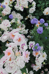 A flower field in early summer.